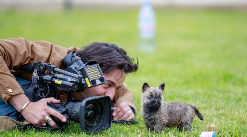 chiot cairn terrier