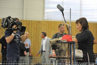 cairn terrier au championnat de france