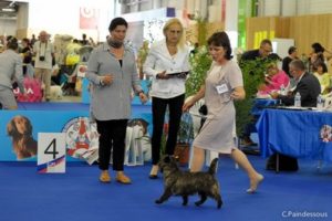 intermediaire femelle cairn terrier