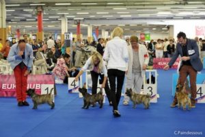 jeune femelle cairn terrier