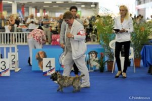 jeune femelle cairn terrier