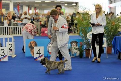 jeune femelle cairn terrier