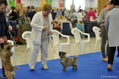 jeune femelle cairn terrier