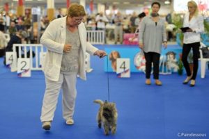 jeune femelle cairn terrier