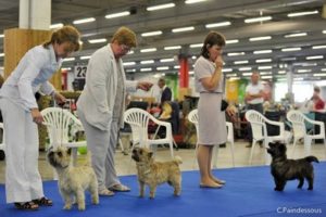 intermediaire femelle cairn terrier