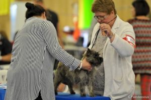 jeune femelle cairn terrier