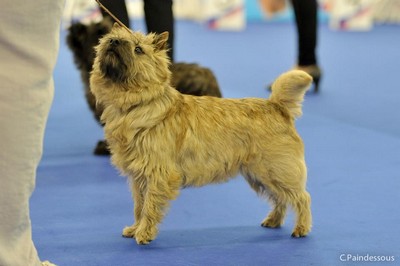 femelle intermediaire cairn terrier