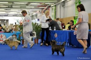 intermediaire femelle cairn terrier