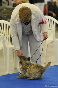 jeune femelle cairn terrier