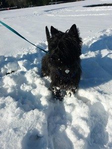 male cairn terrier