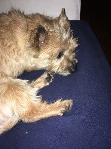 cairn terrier femelle