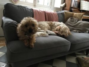 cairn terrier femelle