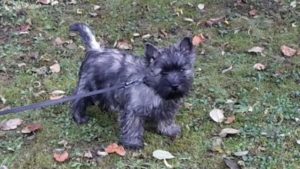chiot cairn terrier nolann male