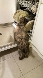 chiot cairn terrier nolann male