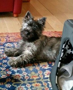 chiot cairn terrier nolann male