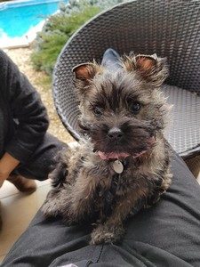 chiot cairn terrier femelle