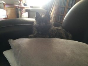 chiot cairn terrier femelle