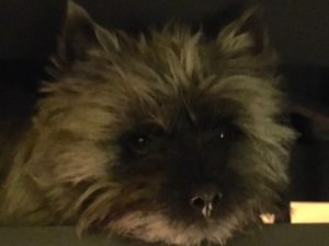cairn terrier male