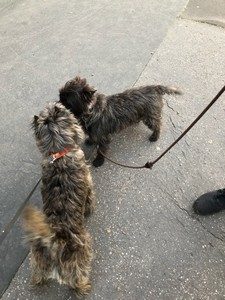 cairn terrier male