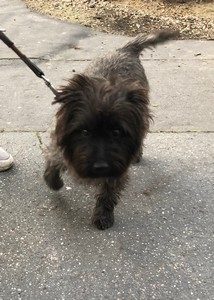 cairn terrier male