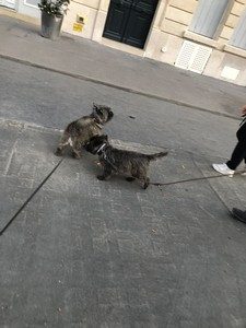 cairn terrier male