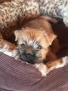 cairn terrier femelle