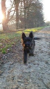 cairn terrier