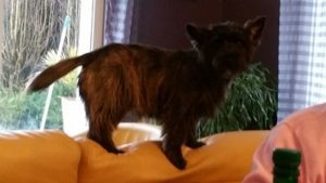 cairn terrier mustang