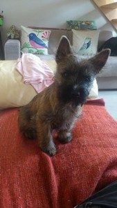 chiot cairn terrier