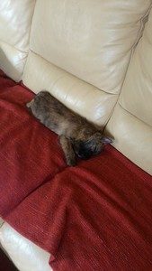 chiot cairn terrier
