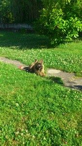 chiot cairn terrier