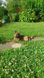 chiot cairn terrier