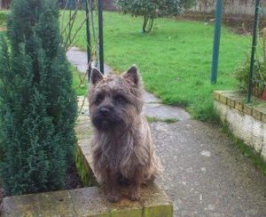 chiot cairn terrier