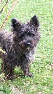 cairn terrier