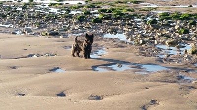 chiot-cairn-terrier (2)