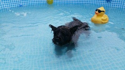 chiot-cairn-terrier (3)