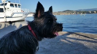 chiot-cairn-terrier (4)