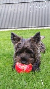 cairn terrier