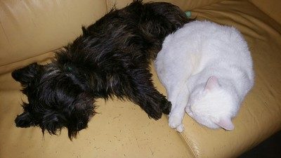 chiot-cairn-terrier (6)