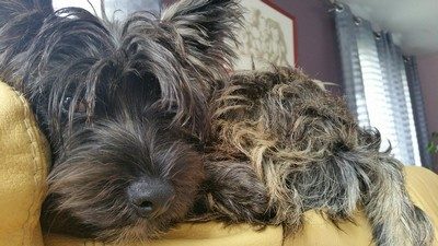 chiot-cairn-terrier (7)