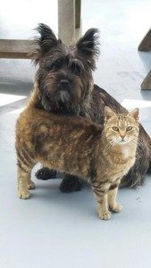 cairn terrier