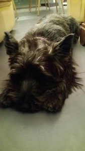 cairn terrier