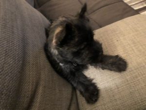 chiot cairn terrier male