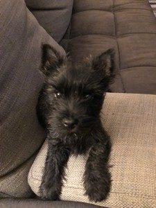 chiot cairn terrier male