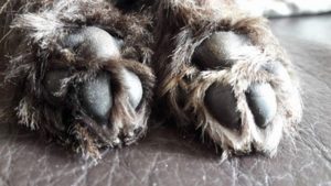 chiot cairn terrier femelle