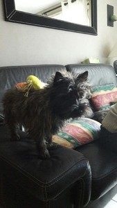 chiot cairn terrier femelle