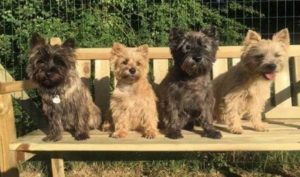 chiot cairn terrier femelle