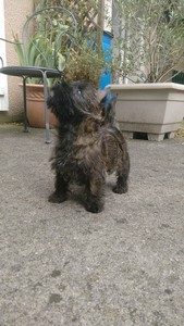 chiot cairn terrier femelle