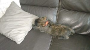 chiot cairn terrier femelle