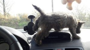 chiot cairn terrier femelle